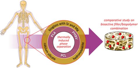 Bioactive Glass: Revolutionary Material for Bone Regeneration and Tissue Engineering!