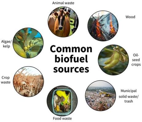  Kernel Oil: Essential Ingredient for Biofuels and Food Applications!